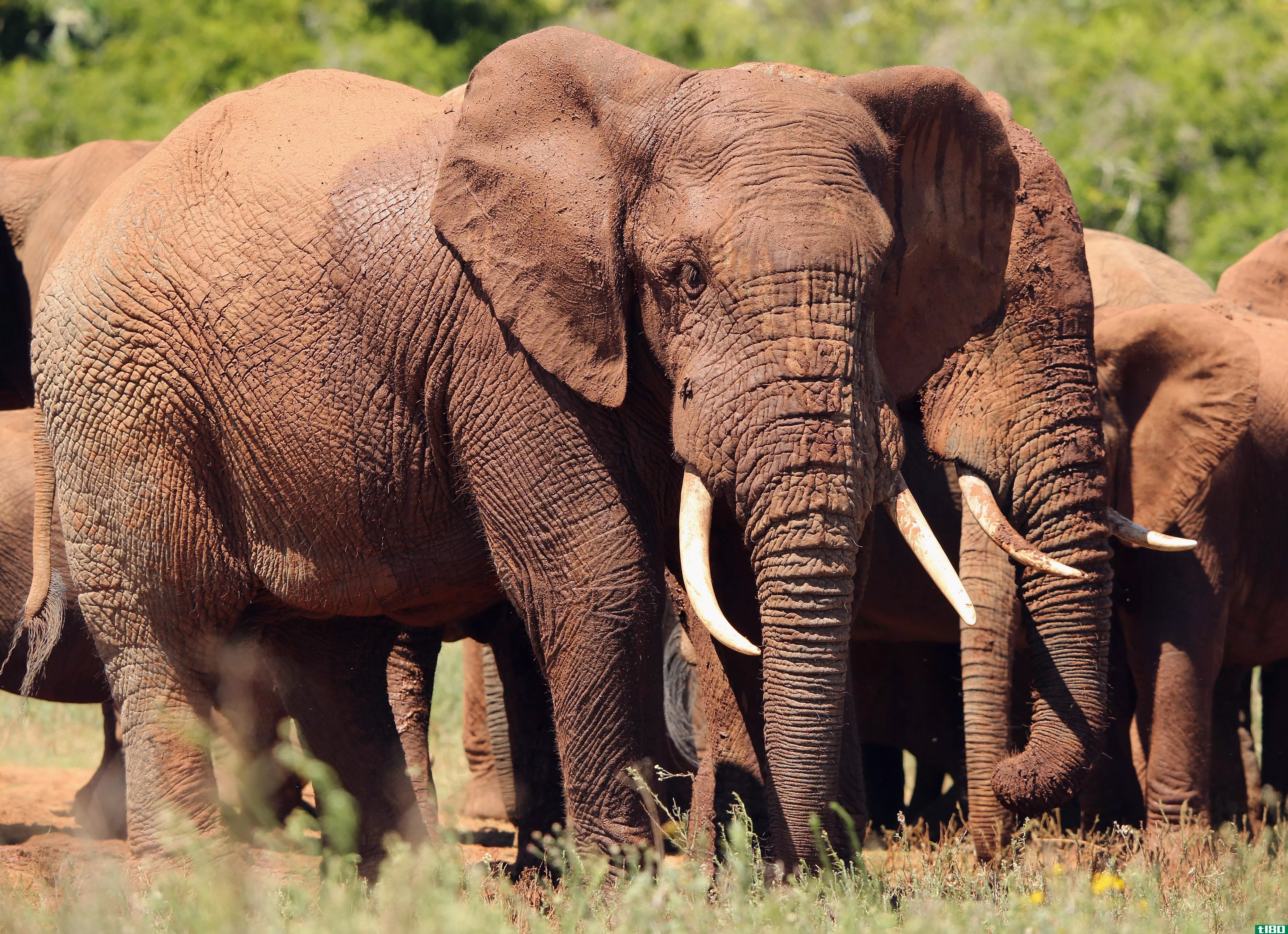 偷猎正在上升——大多数非法象牙来自最近被杀的大象