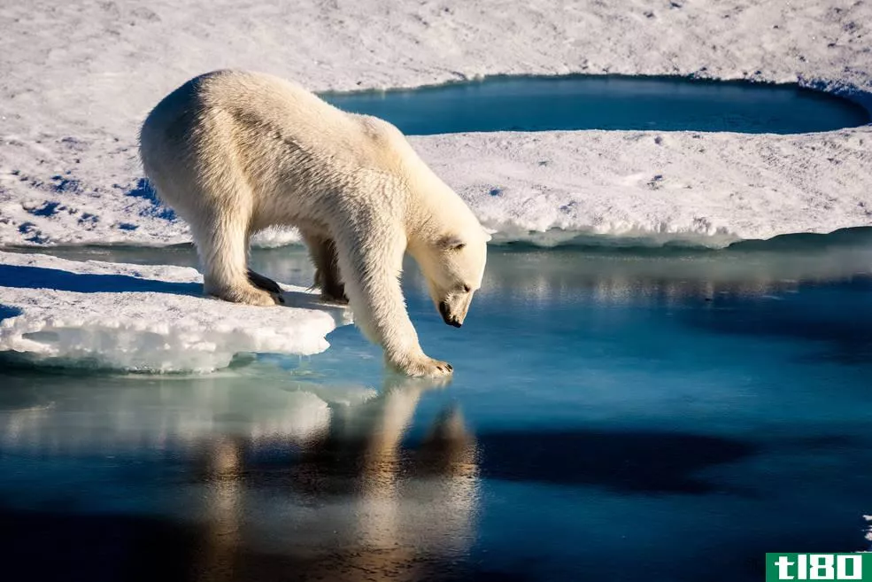 现在你可以计算出你用二氧化碳排放所破坏的北极海冰有多少