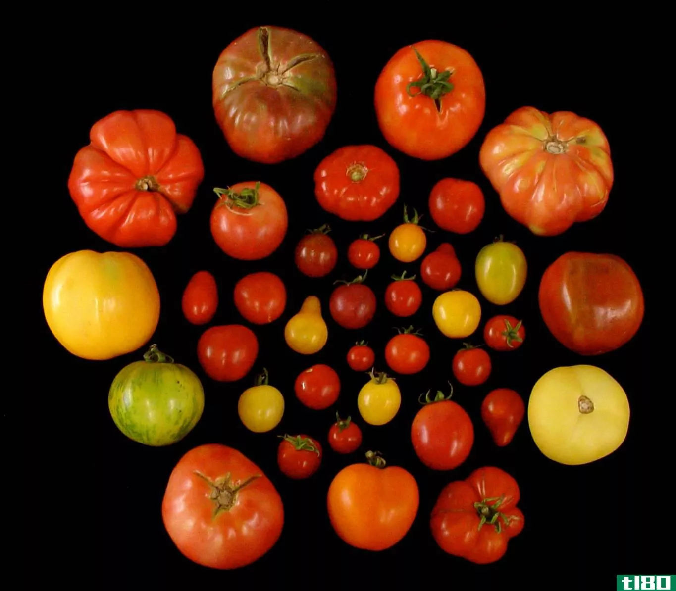 我们现在有了让西红柿尝起来像西红柿的基因配方