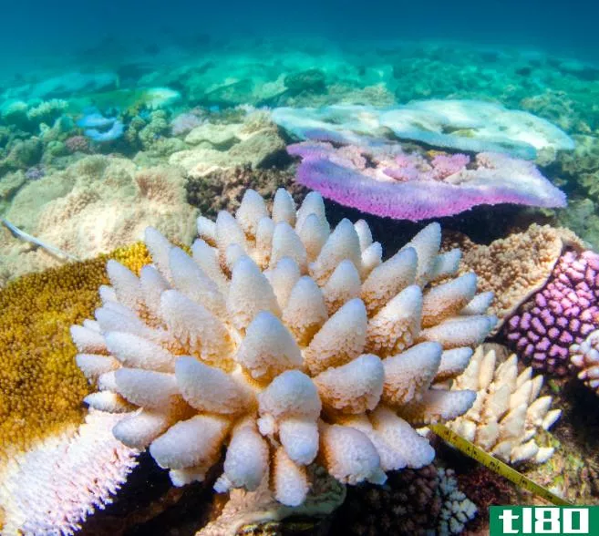 为了保持大堡礁的活力，海洋必须更凉爽