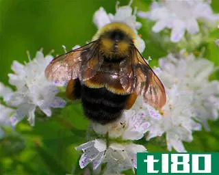 特朗普推迟将大黄蜂列为濒危物种