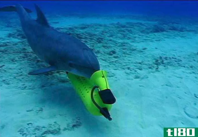美国海军海豚竞相拯救瓦基塔海豚，使其数量降至30只以下
