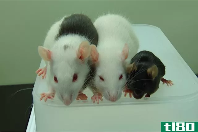 老鼠体内生长的细胞治愈了老鼠的糖尿病-下一个是人类吗？