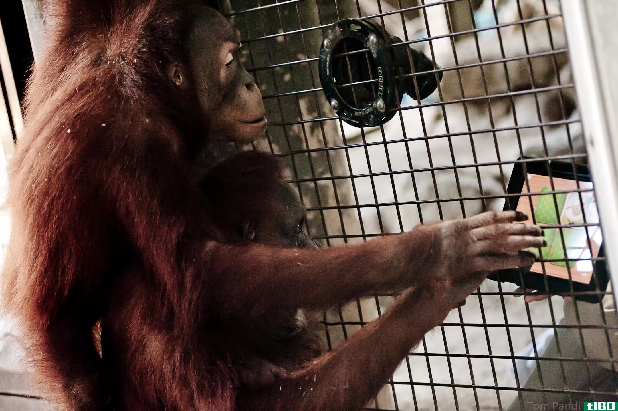 红毛猩猩会用“火药”来寻找她的伴侣，但首先需要一个她打不烂的药片