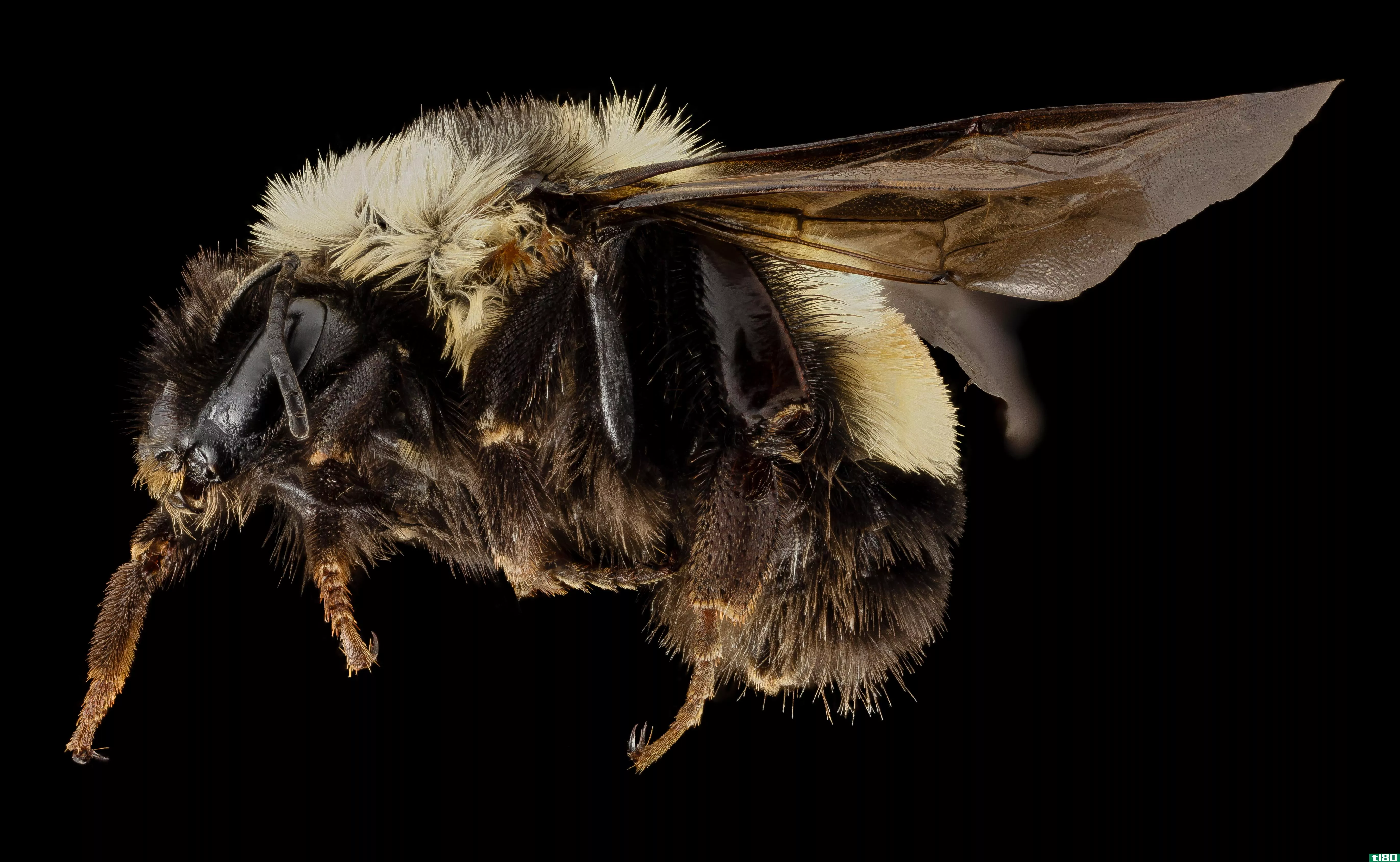 一只蜜蜂笨手笨脚地走上了濒危物种名单