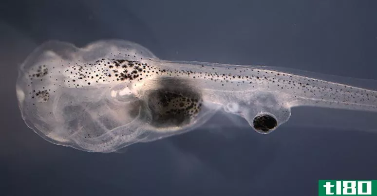 实验室制造的蝌蚪独眼龙可以帮助人体器官移植