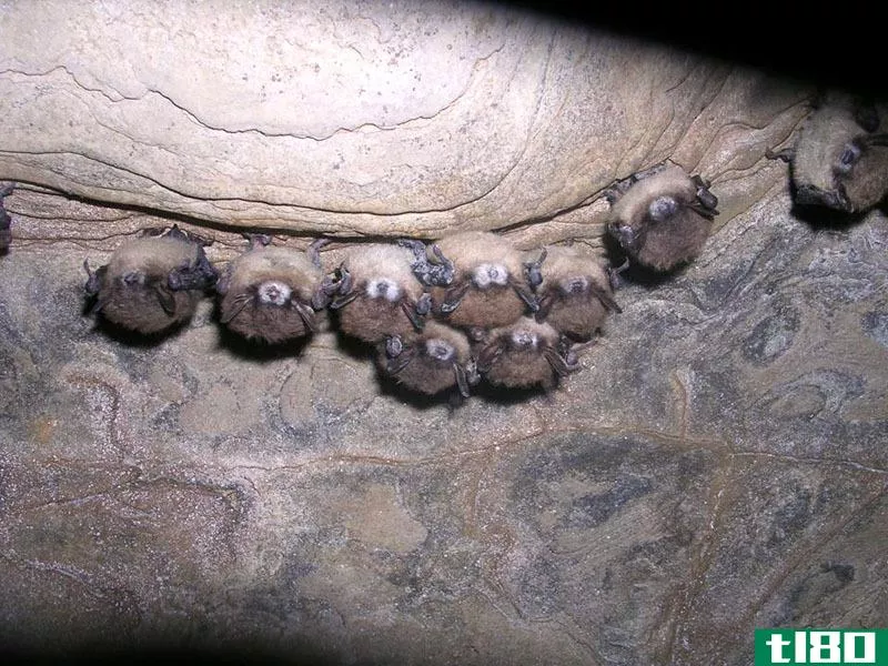 德州首次发现致命的蝙蝠真菌