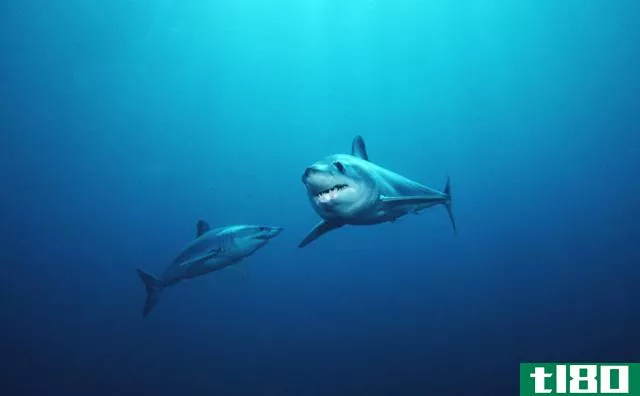 人们在问未来学家，人类是否有一天会游得像鲨鱼一样快