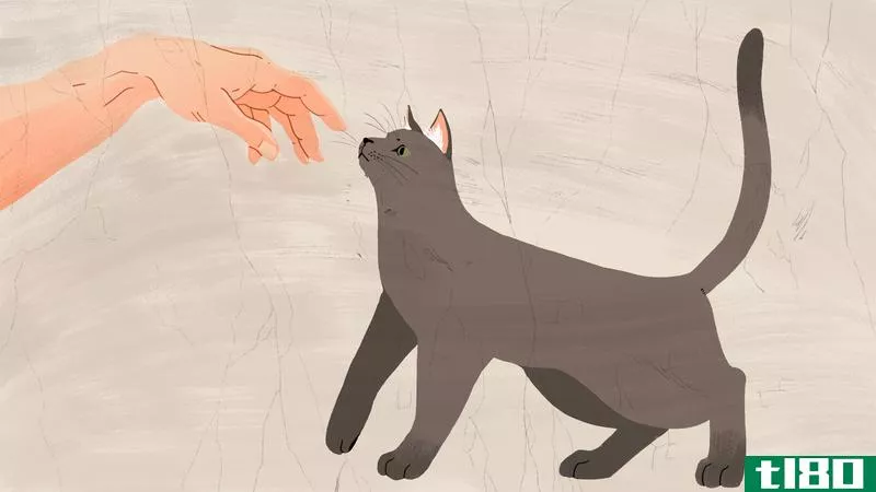 Illustration for article titled How to Get a Cat to Like You