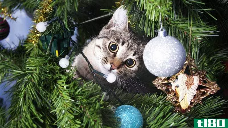 雷迪特说，如何让猫远离圣诞树