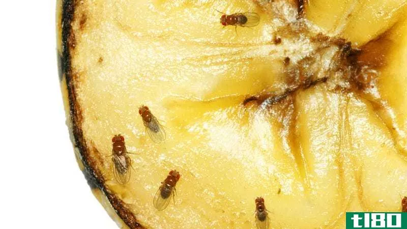 Close-up photo of five fruit flies on a slice of banana.