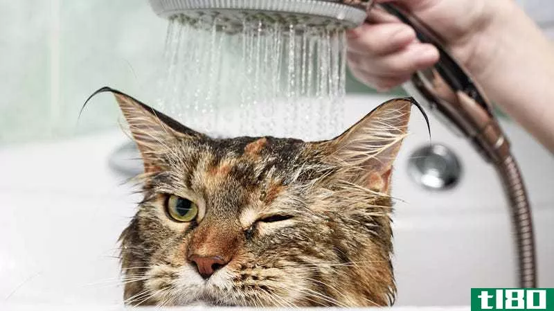 Illustration for article titled How to Give Your Cat a Bath
