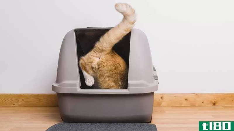 Rear view of a ginger cat stepping into a covered litter box with its tail sticking up. 
