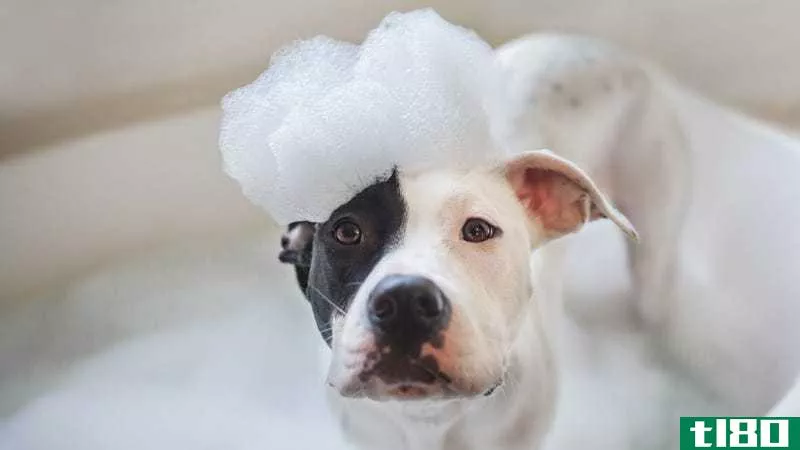 Illustration for article titled How Often Should You Wash Your Dog?