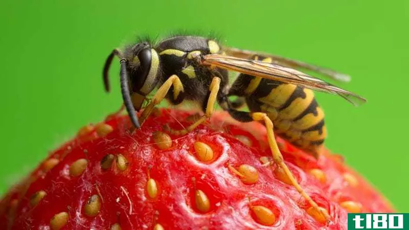 Illustration for article titled Why Wasps Are All Over Your Food Right Now
