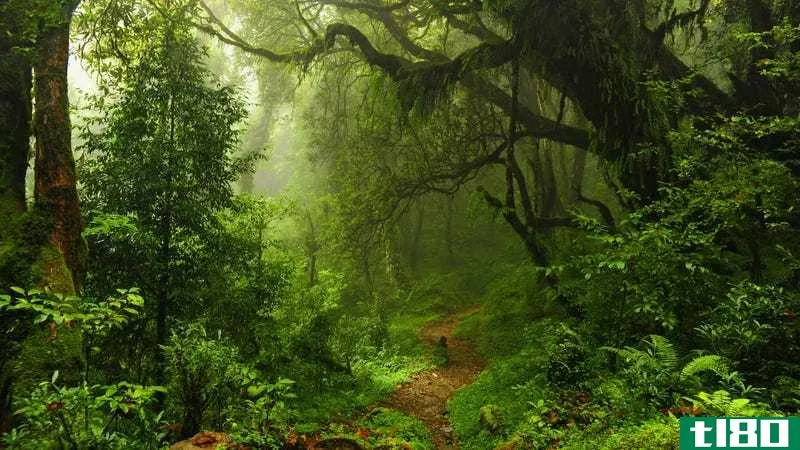 a lush forest