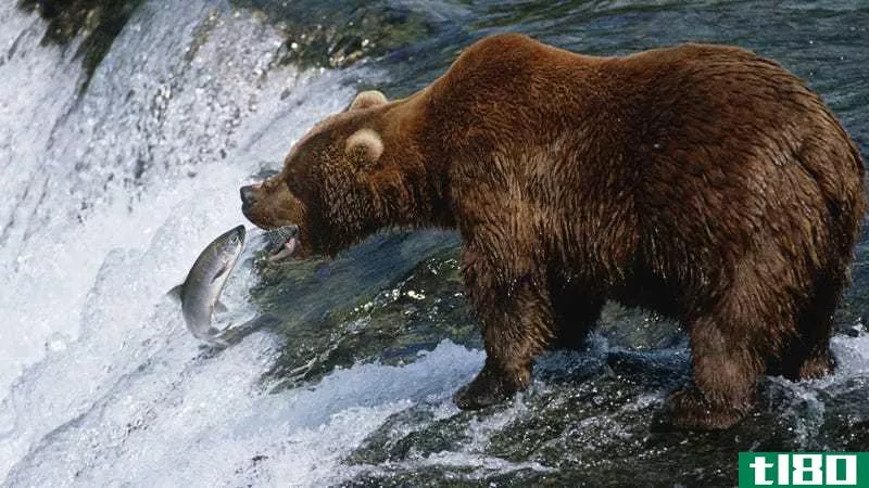 看这些棕熊抓跳鲑鱼