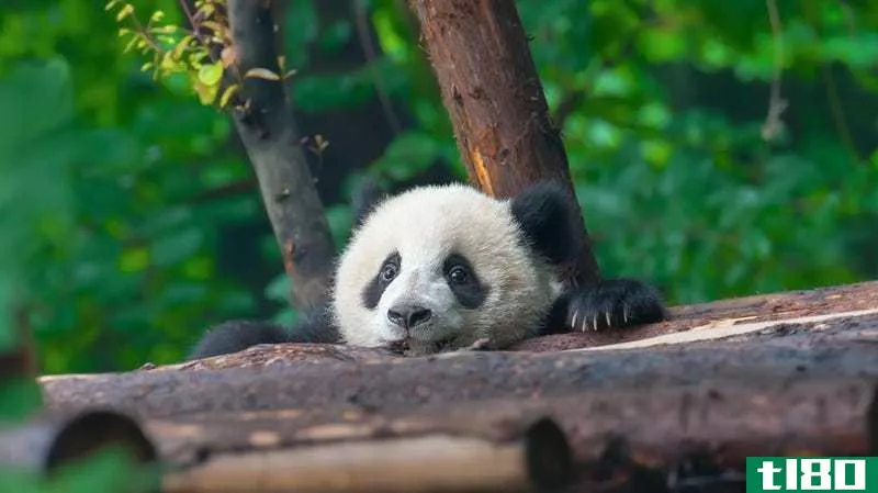帮助命名史密森国家动物园的新熊猫宝宝