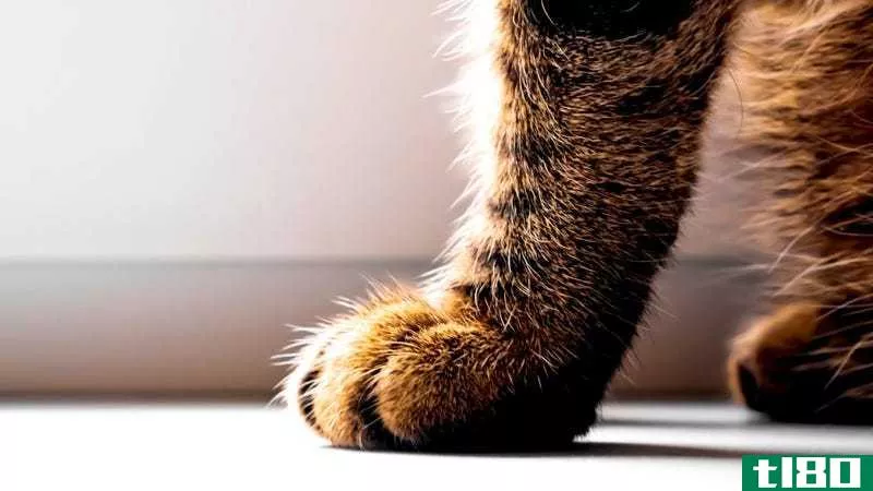 The fur on a cat's paw stands on end