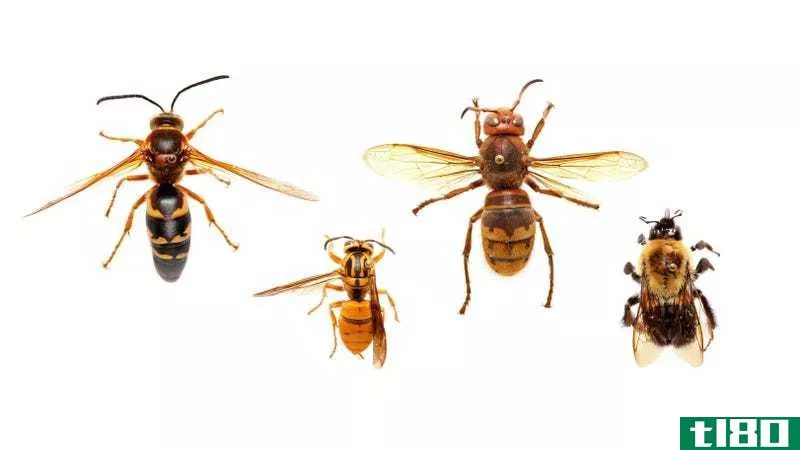 这些昆虫不是“杀人黄蜂”，所以请停止杀死它们