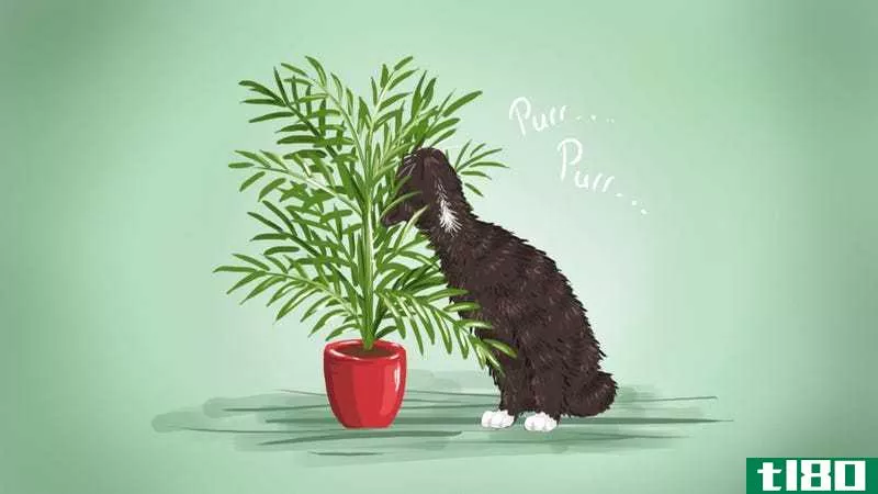 Illustration for article titled The Best Low-Maintenance, Pet-Friendly Houseplants