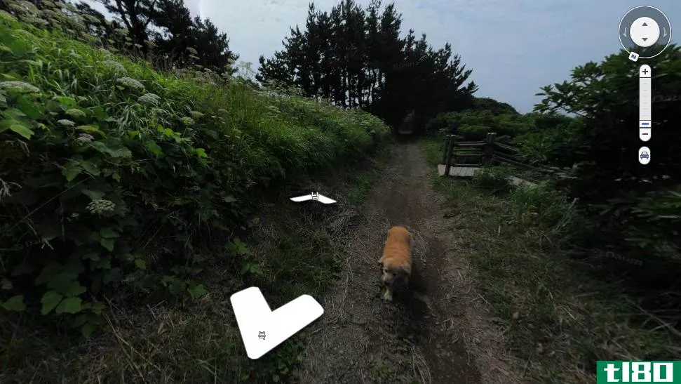 非常好的狗撞毁了这个韩国岛屿的每一个街景拍摄