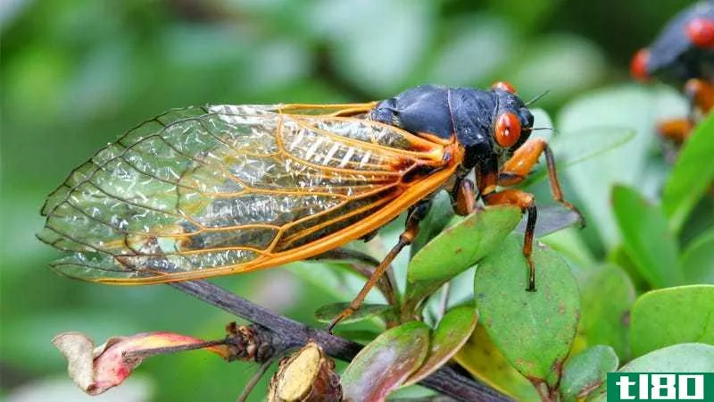 a periodical cicada