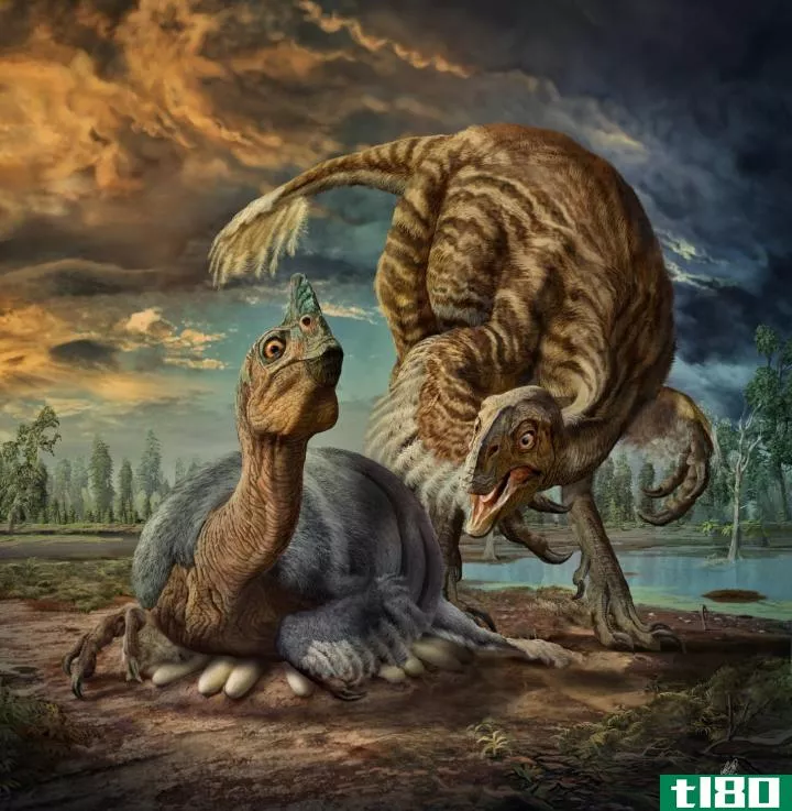 恐龙宝宝化石被发现是一个全新的物种