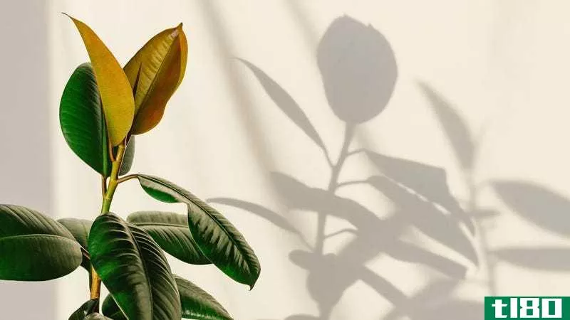 A ficus plant casts a clear shadow on a white background. 