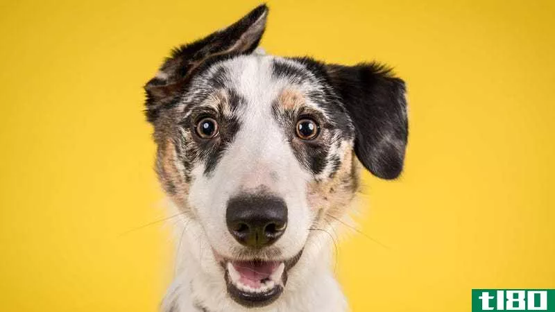A happy dog on a yellow background