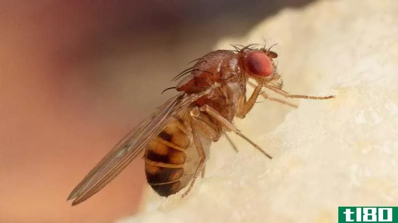 Close-up photo of a common fruit fly sitting on a light yellow textured surface.
