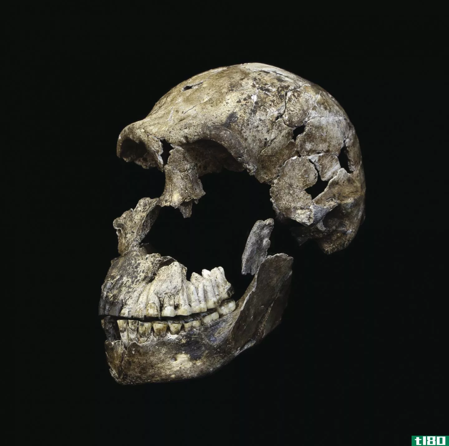 在南非发现的远古人类表亲出人意料地年轻