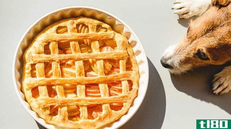你的狗能吃和不能吃的感恩节食物