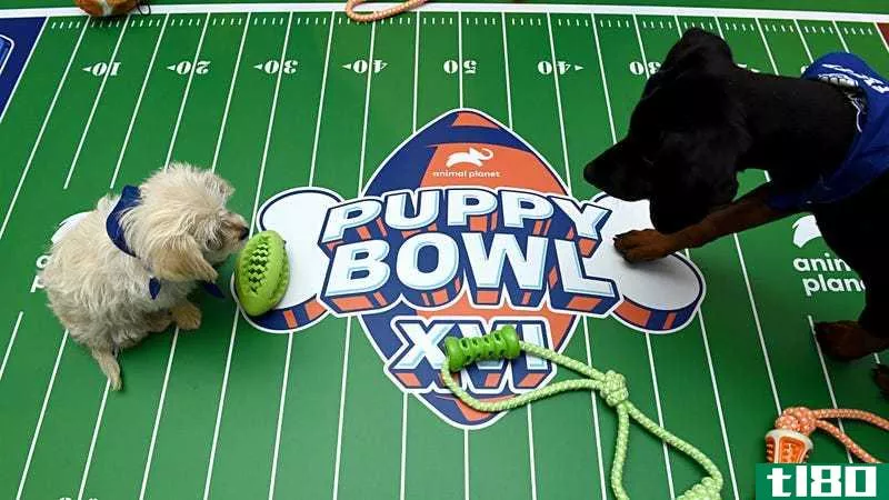 Illustration for article titled How to Watch Puppy Bowl XVII on Super Bowl Sunday