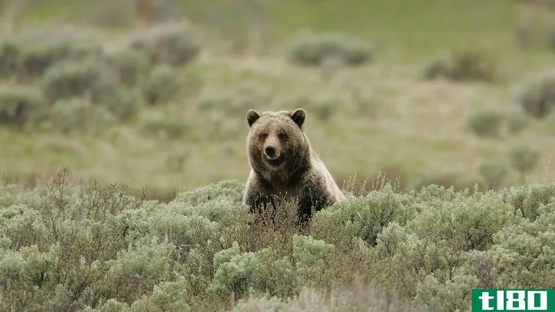 A grizzly bear.