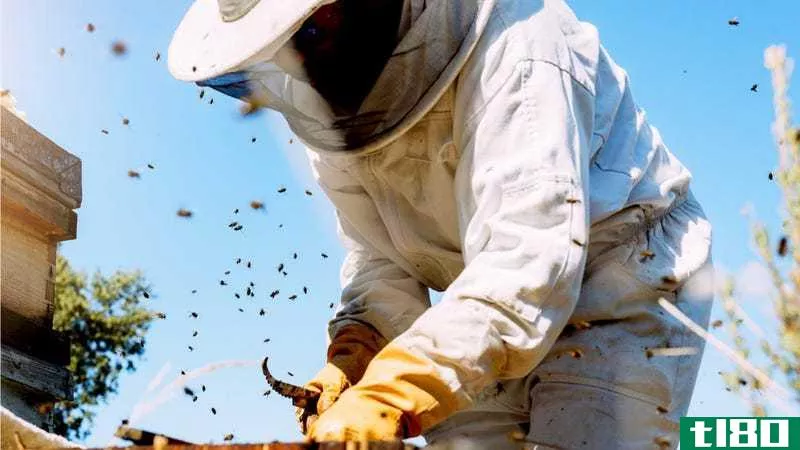 Illustration for article titled Get Paid to Be a Beekeeper