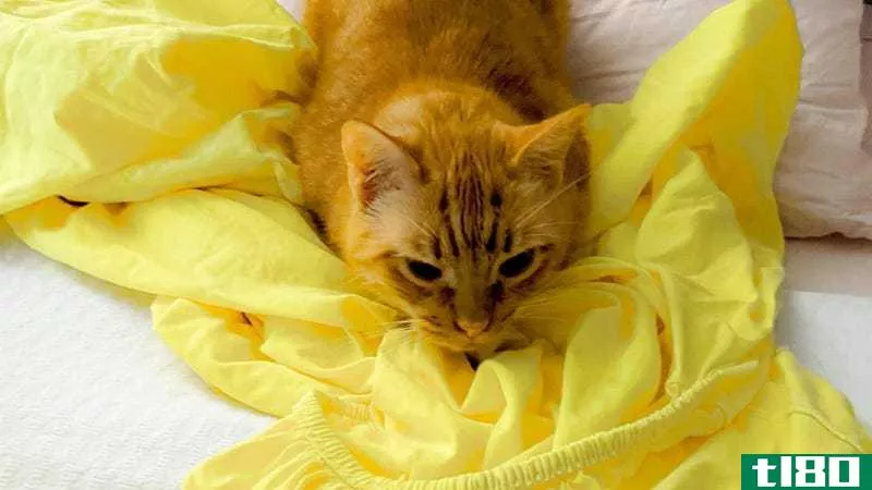 用老姜黄做一种亮黄色的织物染料