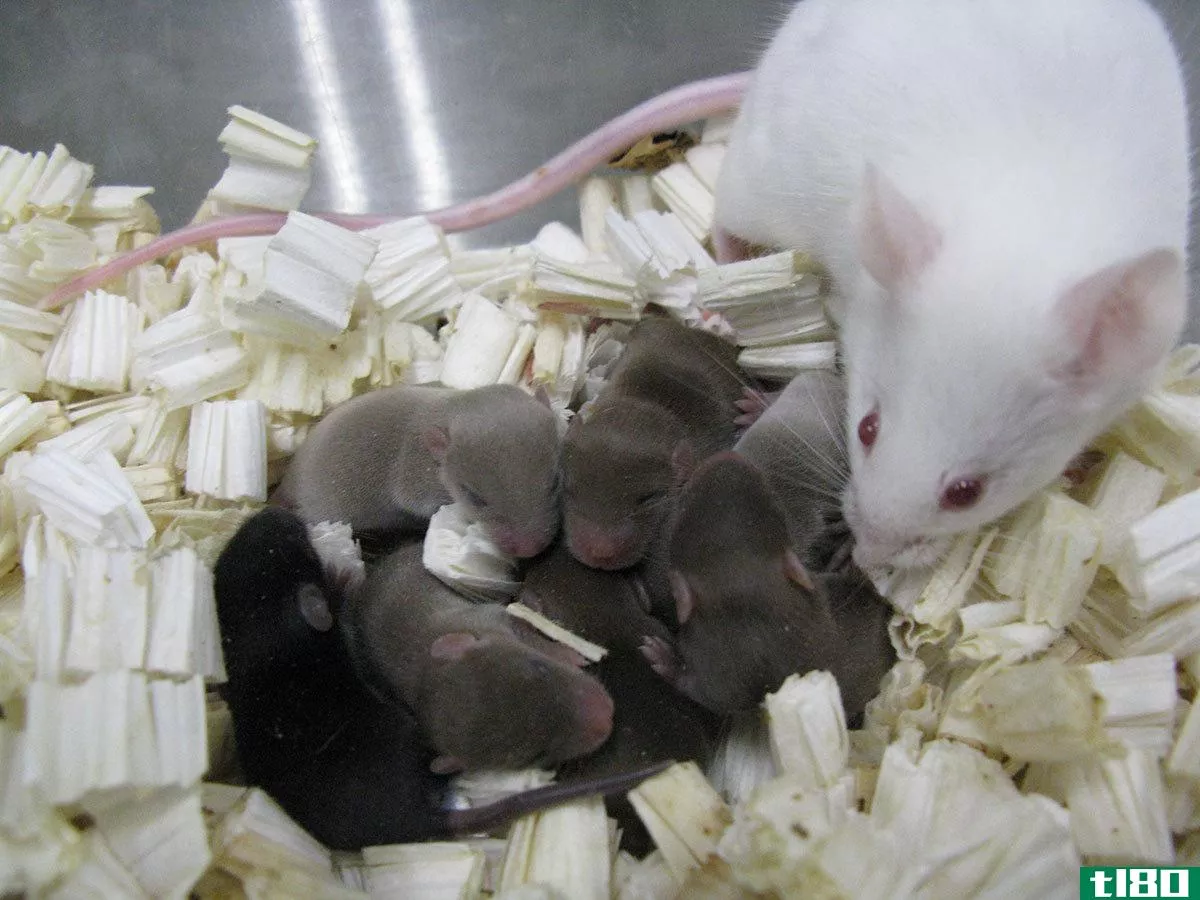 储存在太空中的精子在地球上制造出健康的小白鼠