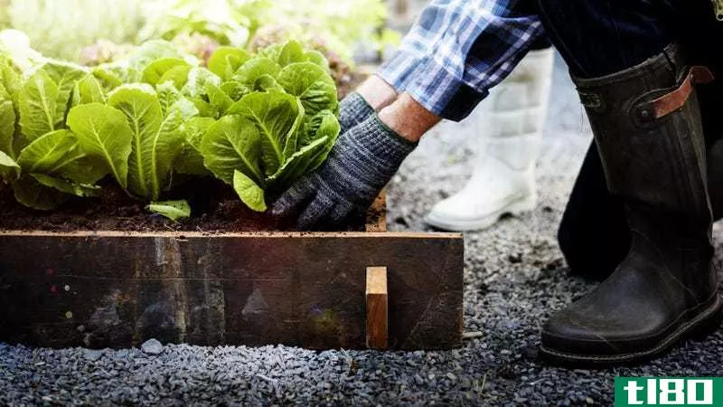 A person wearing tall rubber boots and gardening gloves kneels in front of a raised garden bed full of lettuce plants