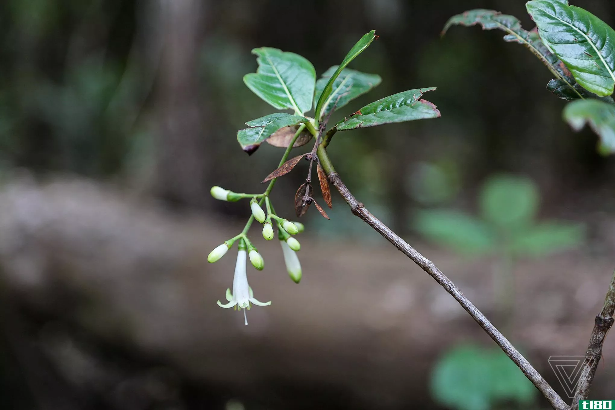 拯救夏威夷最稀有植物的科学家需要被拯救