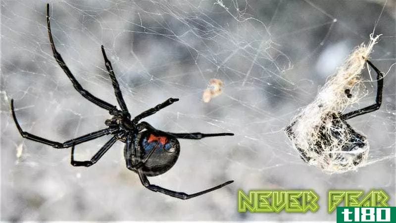 为什么你不应该害怕黑寡妇蜘蛛