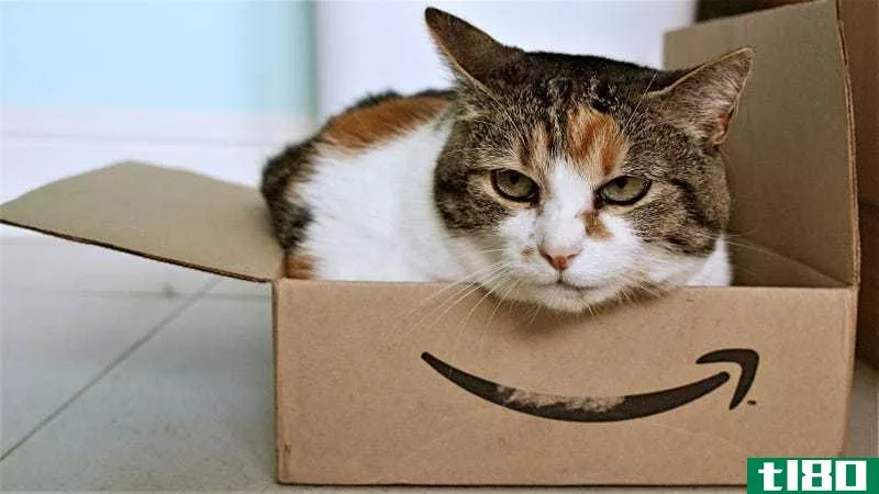 Photo by Stephen Woods. This is not the cat I ordered...