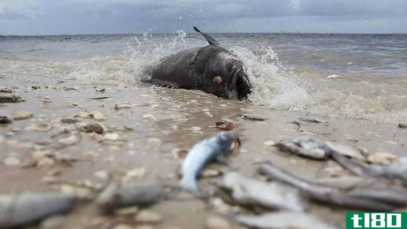 Red tide kills fish, including this Goliath grouper on August 1, 2018