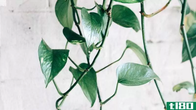 This is pothos, a plant that is ACTUALLY good for beginners