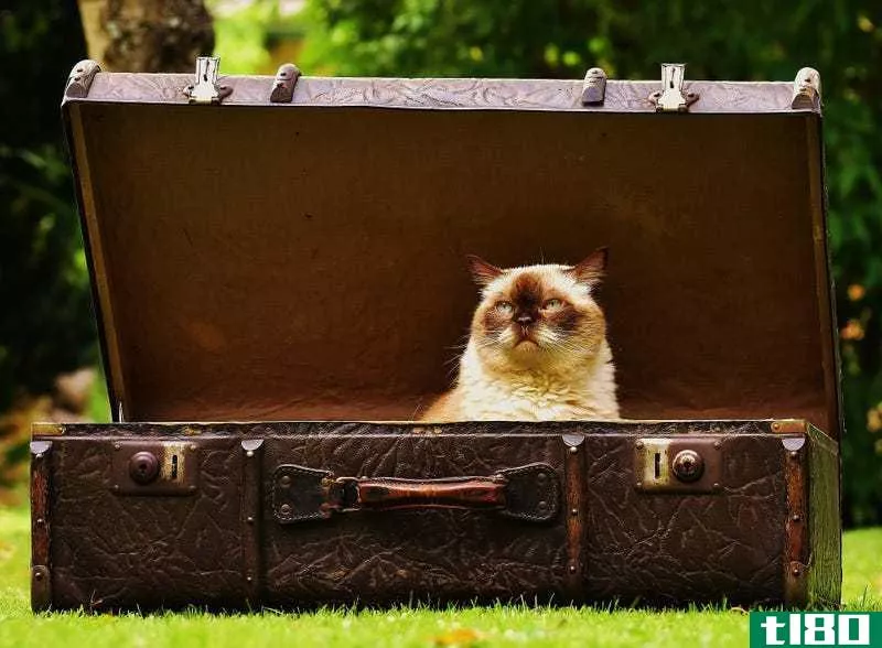 Pack your cat for both domestic AND international travel.