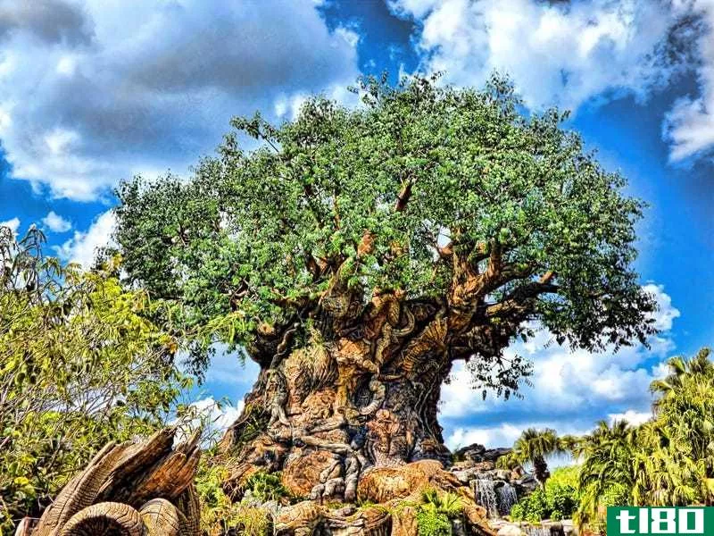The Tree of Life at the Animal Kingdom