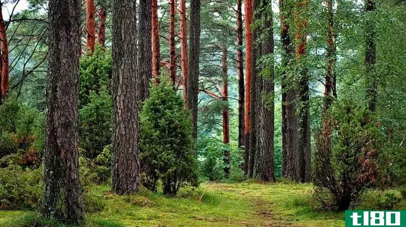 每当特朗普和treespond说一些关于环境的错误信息时，就种一棵树