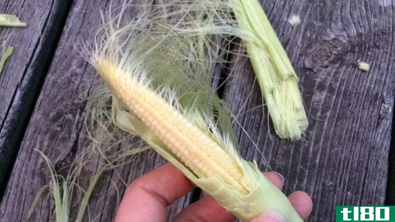 Illustration for article titled Baby Corn Is a Real Vegetable You Can Grow