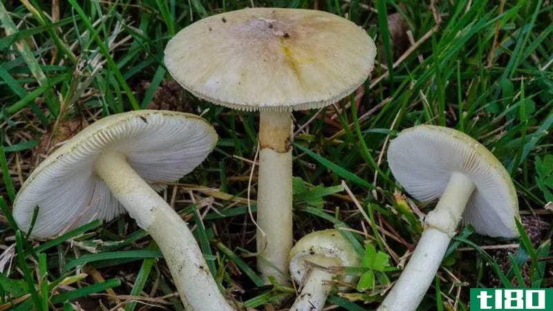 Death caps, which look like edible field mushrooms when they’re young. Do not eat. Photo by Hoarybat.