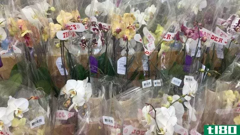 Trader Joe’s orchids waiting to be taken home. Photo by Olga Ok**an